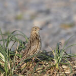 South Georgia Pipit (image by Diedert Koppenol)