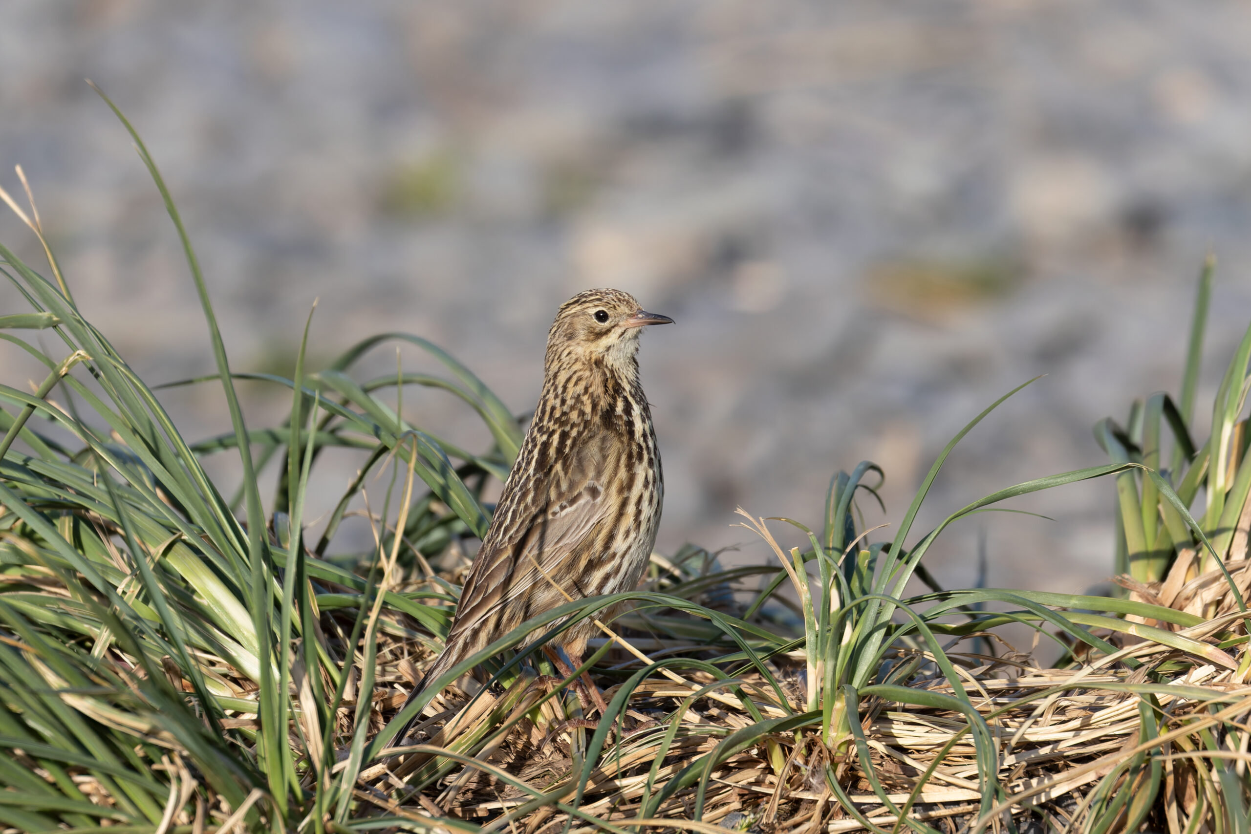 South Georgia Pipit (image by Diedert Koppenol)