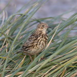 South Georgia Pipit (image by Diedert Koppenol)