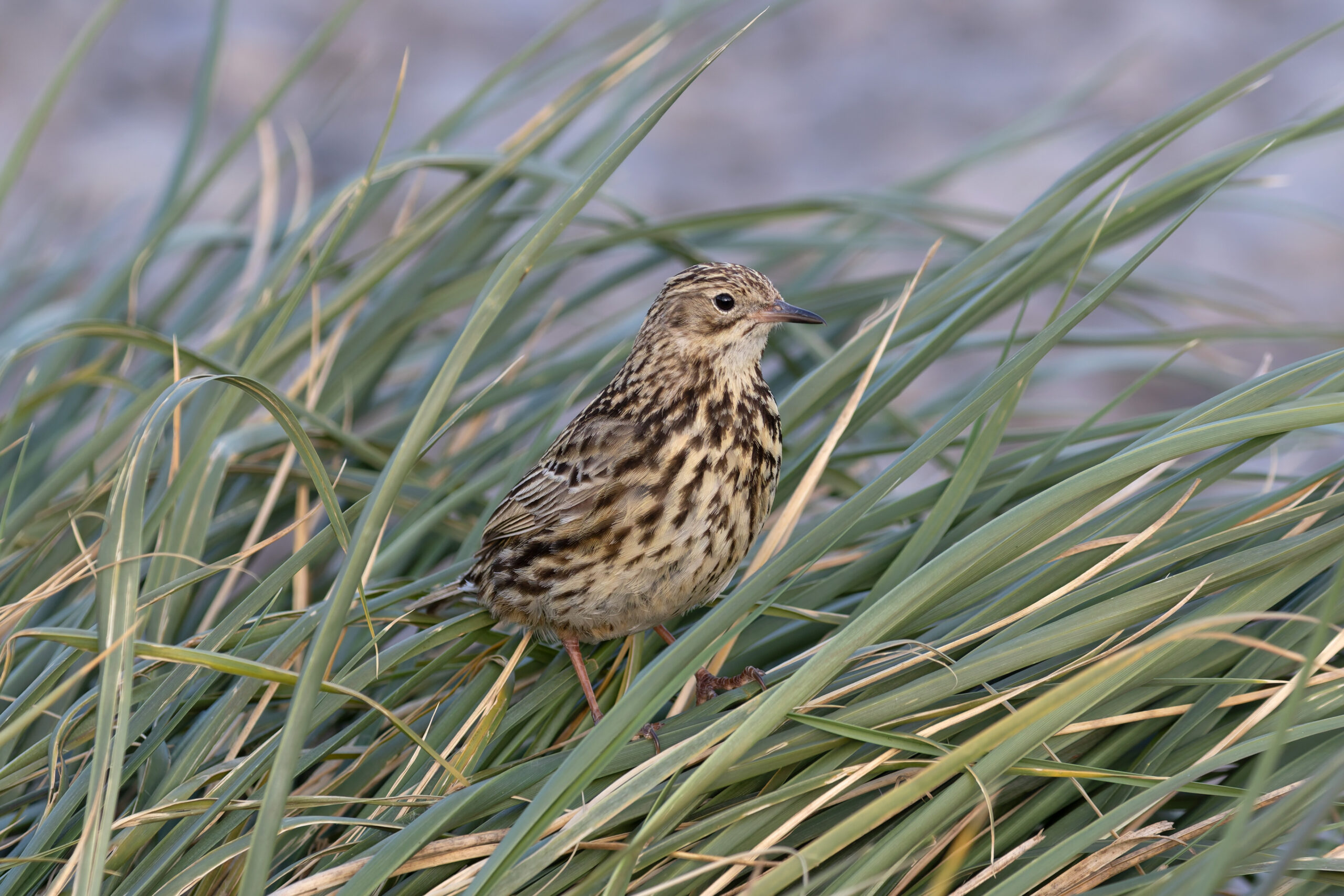 South Georgia Pipit (image by Diedert Koppenol)
