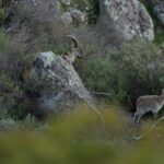 Spanish Ibex (image by Diedert Koppenol)