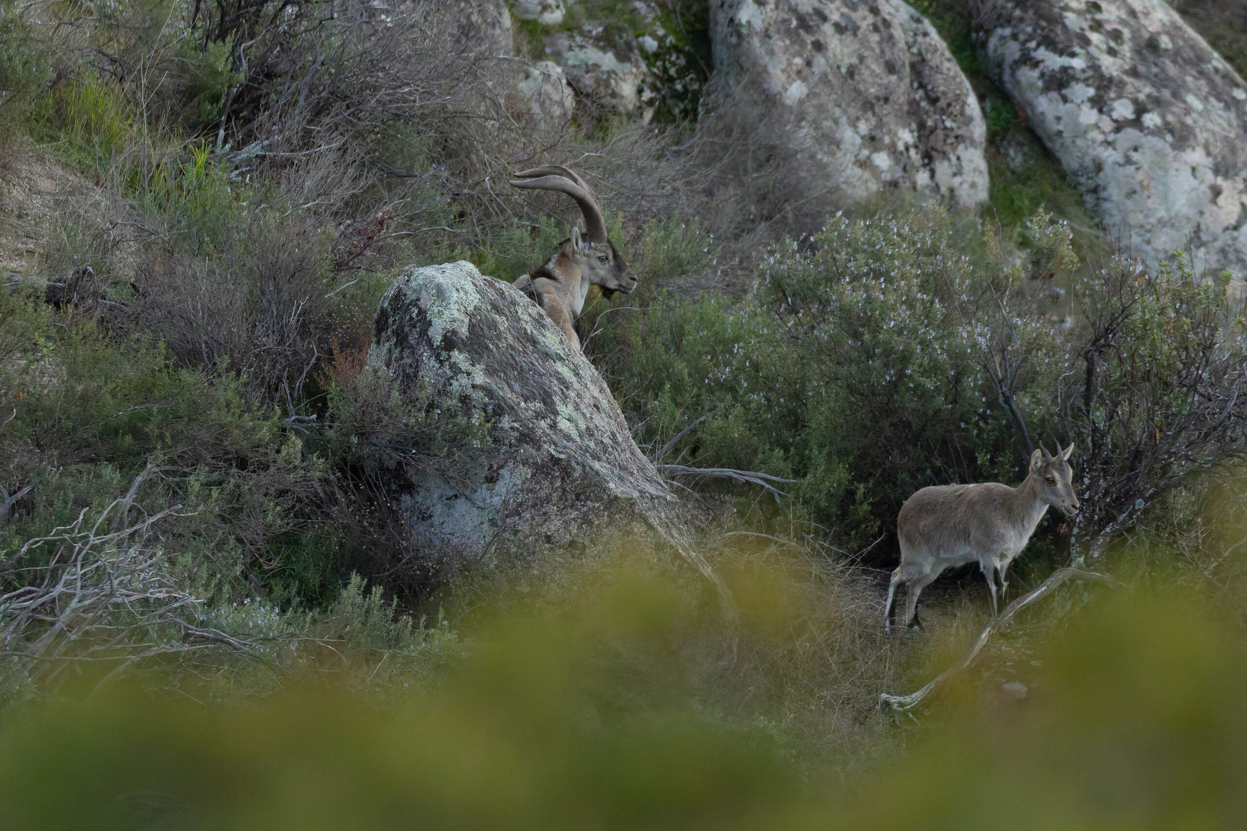 Spanish Ibex (image by Diedert Koppenol)