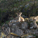 Spanish Ibex (image by Diedert Koppenol)