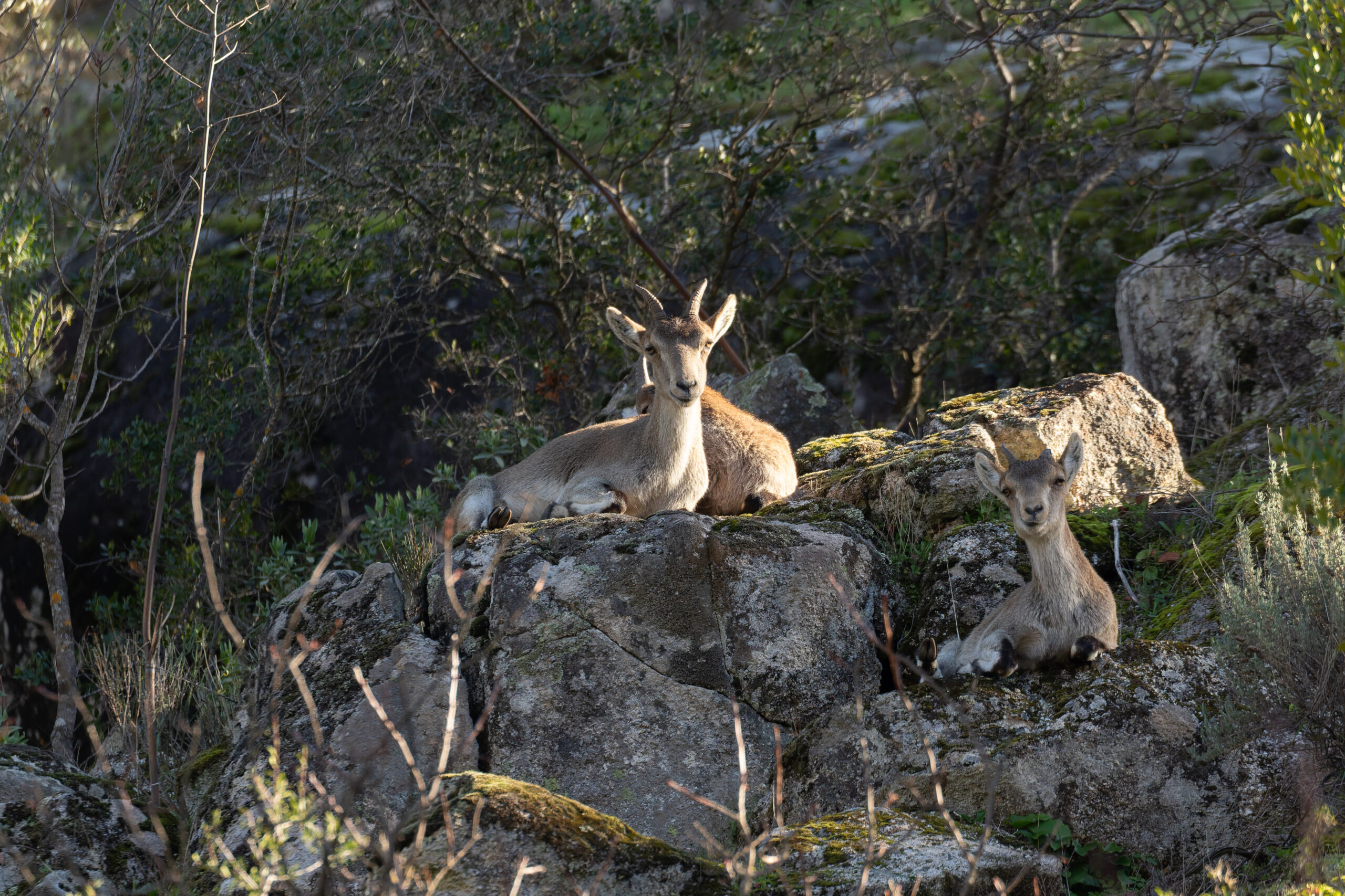 Spanish Ibex (image by Diedert Koppenol)