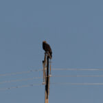 Spanish Imperial Eagle (image by Diedert Koppenol)