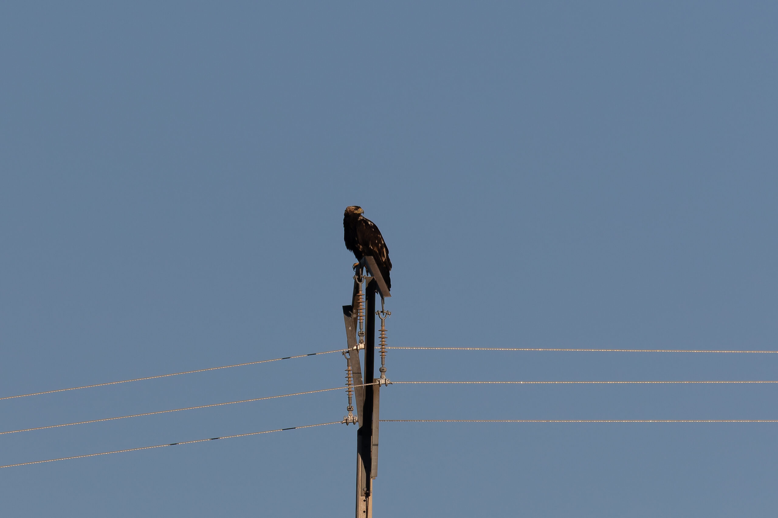 Spanish Imperial Eagle (image by Diedert Koppenol)
