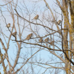 Spanish Sparrows (image by Diedert Koppenol)