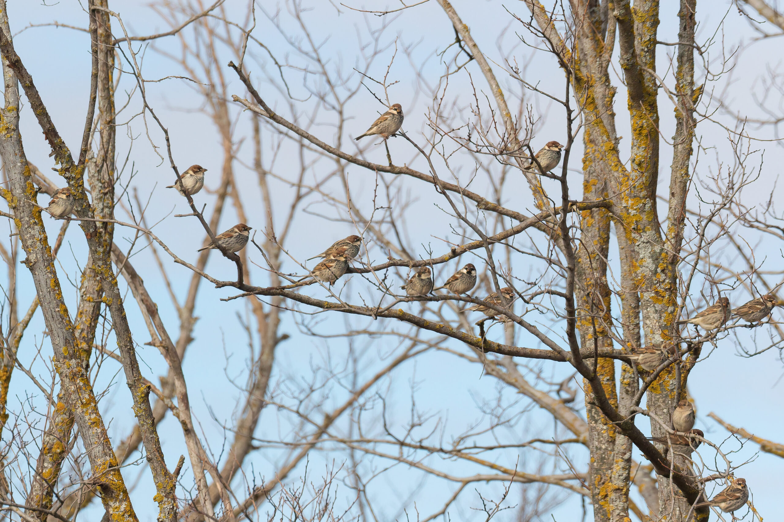 Spanish Sparrows (image by Diedert Koppenol)