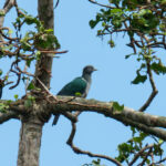 Spectacled Imperial Pigeon (image by Dave Farrow)