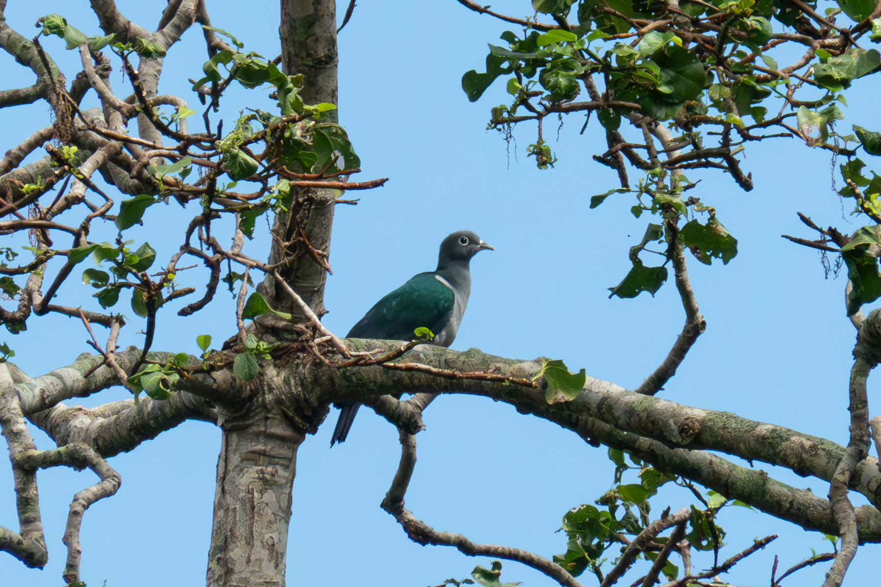 Spectacled Imperial Pigeon (image by Dave Farrow)
