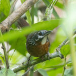 Spot-necked Babbler (image by Sjoerd Radstaak)