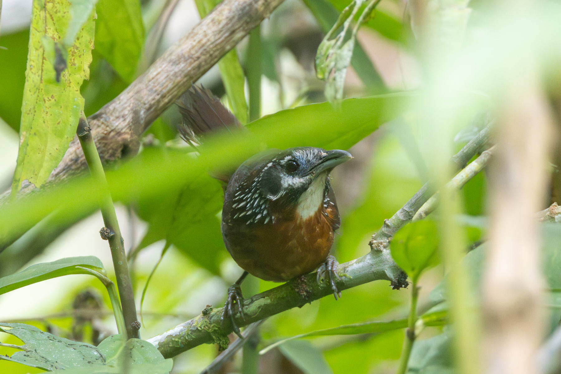Spot-necked Babbler (image by Sjoerd Radstaak)