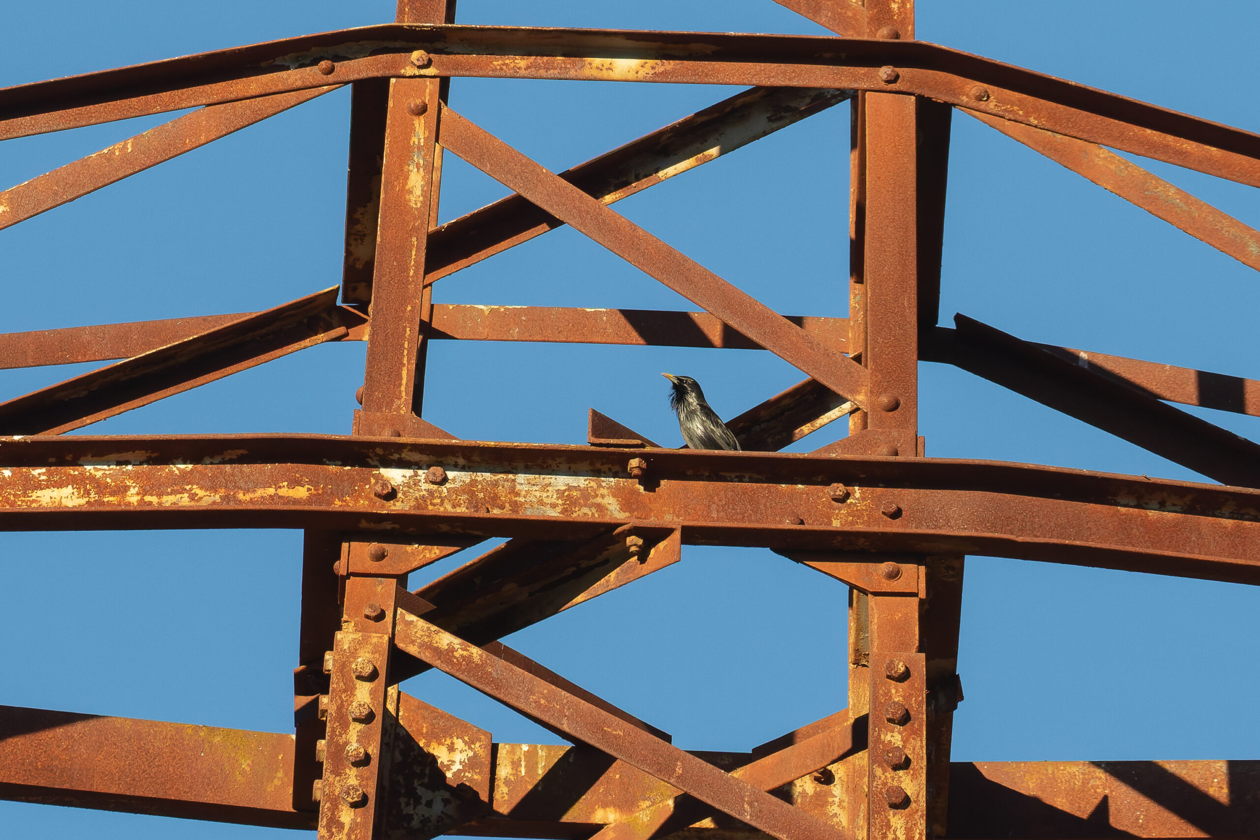 Spotless Starling (image by Diedert Koppenol)
