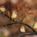 Star Finches (image by Hannu Jännes)
