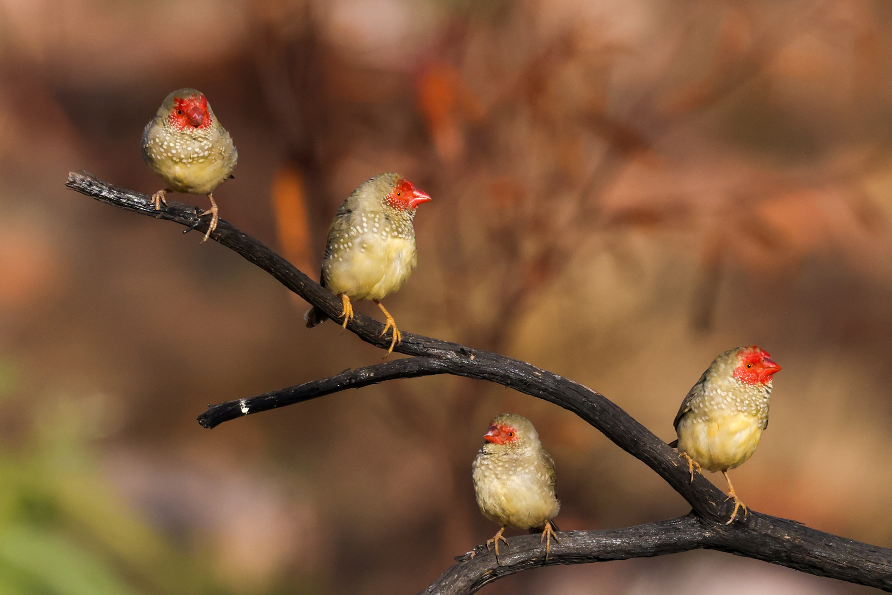 Star Finches (image by Hannu Jännes)