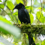 Sulawesi Drongo (image by Dave Farrow)