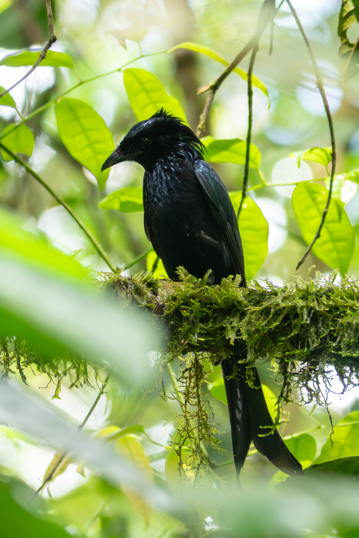 Sulawesi Drongo (image by Dave Farrow)