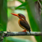 Sulawesi Dwarf Kingfisher (image by Dave Farrow)