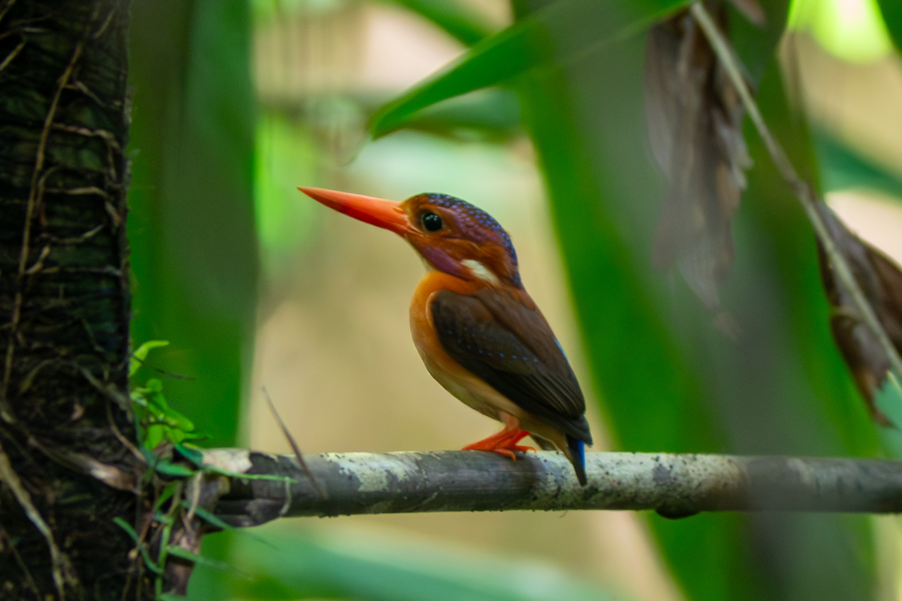 Sulawesi Dwarf Kingfisher (image by Dave Farrow)