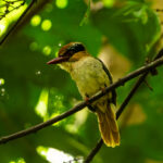 Sulawesi Lilac Kingfisher (image by Dave Farrow)