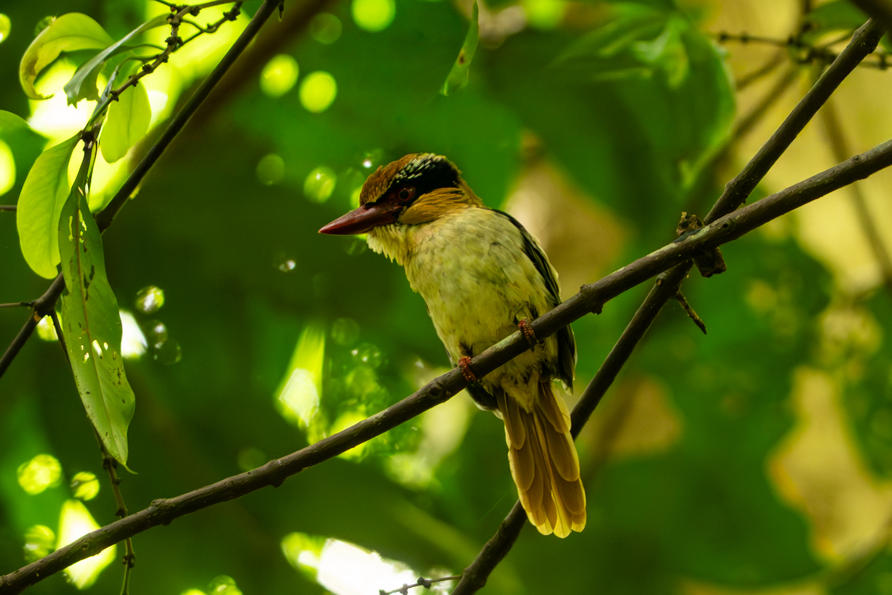 Sulawesi Lilac Kingfisher (image by Dave Farrow)
