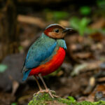 Sulawesi Pitta (image by Dave Farrow)