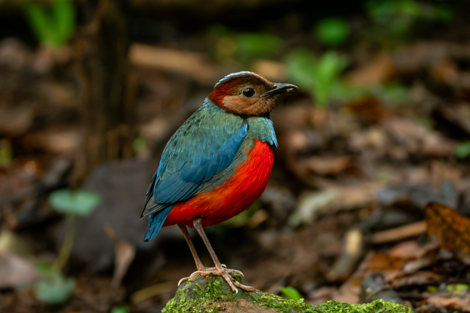 Sulawesi Pitta (image by Dave Farrow)