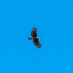 Sulawesi Serpent Eagle (image by Dave Farrow)