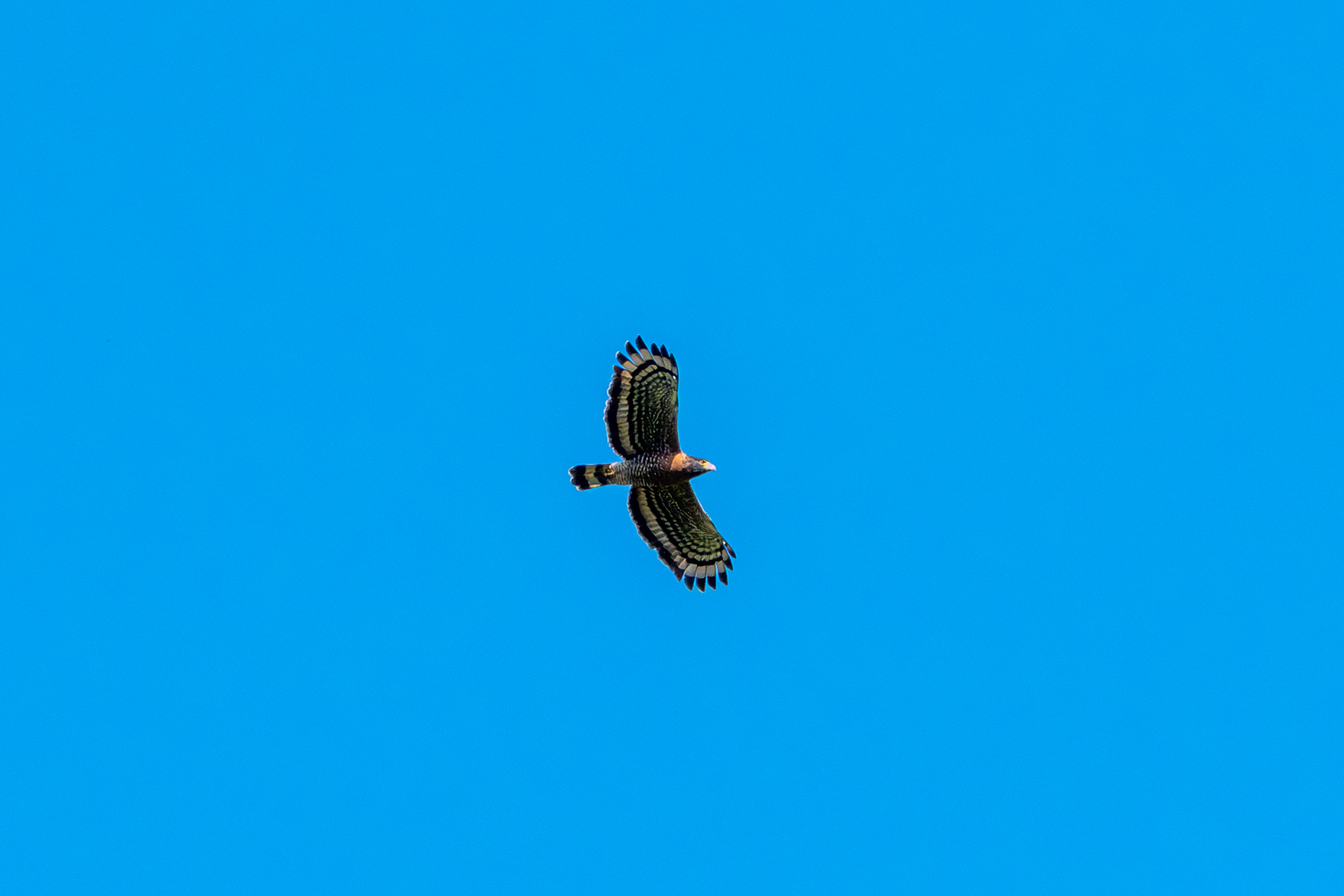 Sulawesi Serpent Eagle (image by Dave Farrow)