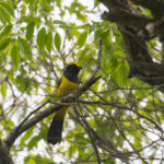 Sultan Tit (image by Diedert Koppenol)