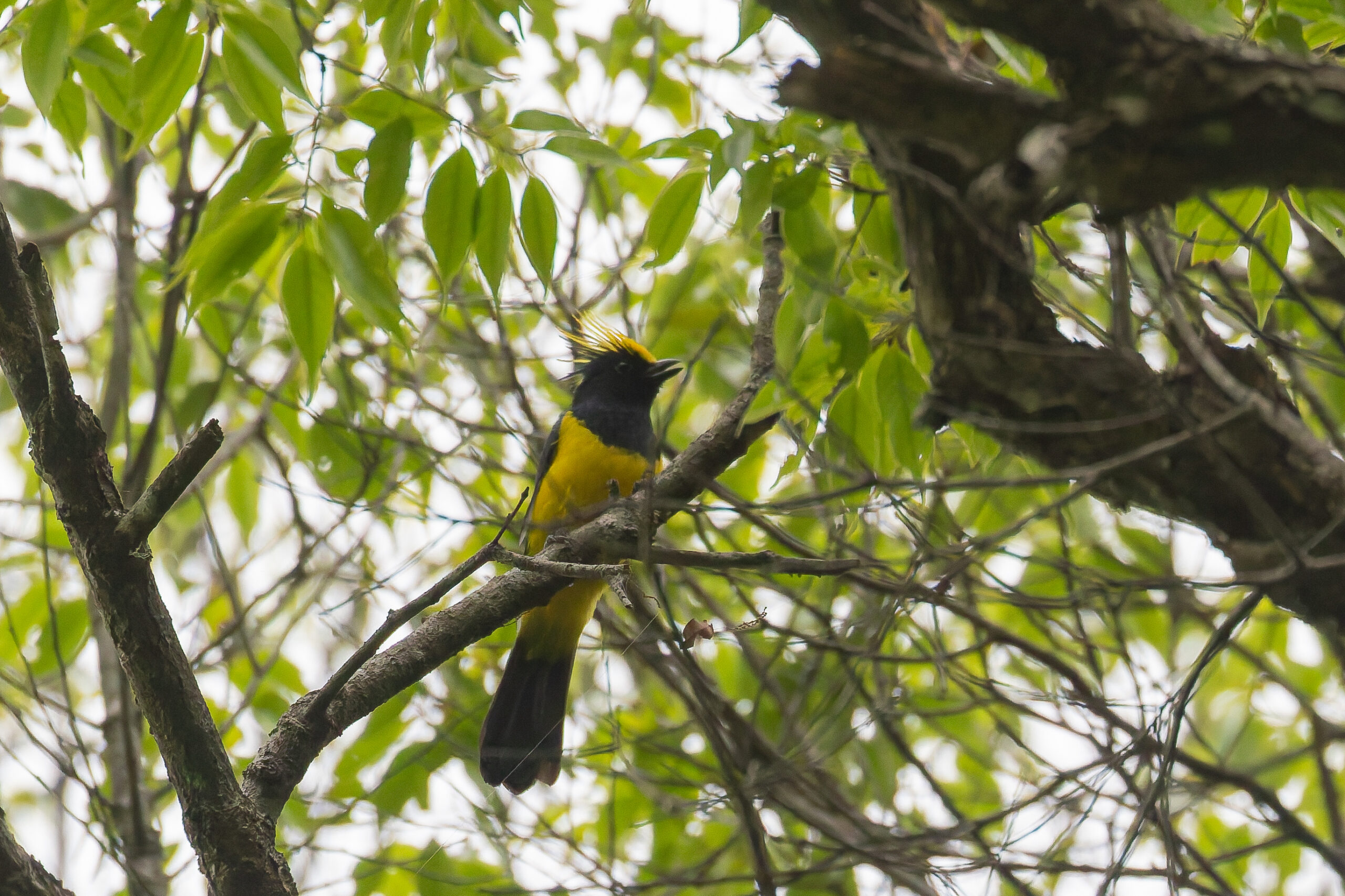 Sultan Tit (image by Diedert Koppenol)
