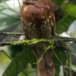 Sumatran Frogmouth (image by Sjoerd Radstaak)