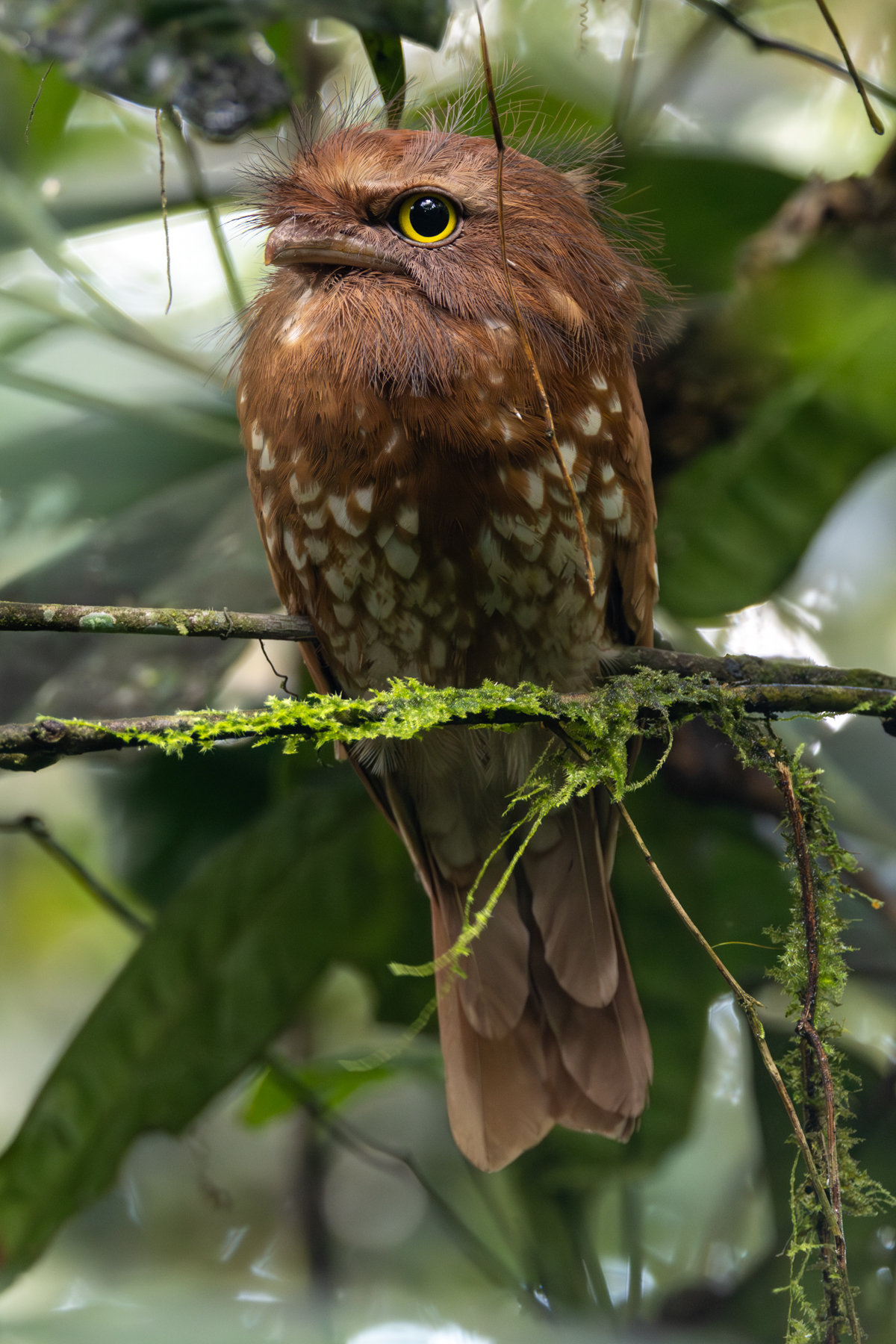 Sumatran Frogmouth (image by Sjoerd Radstaak)