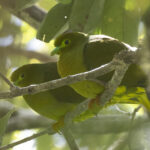 Sumatran Green Pigeons (image by Sjoerd Radstaak)