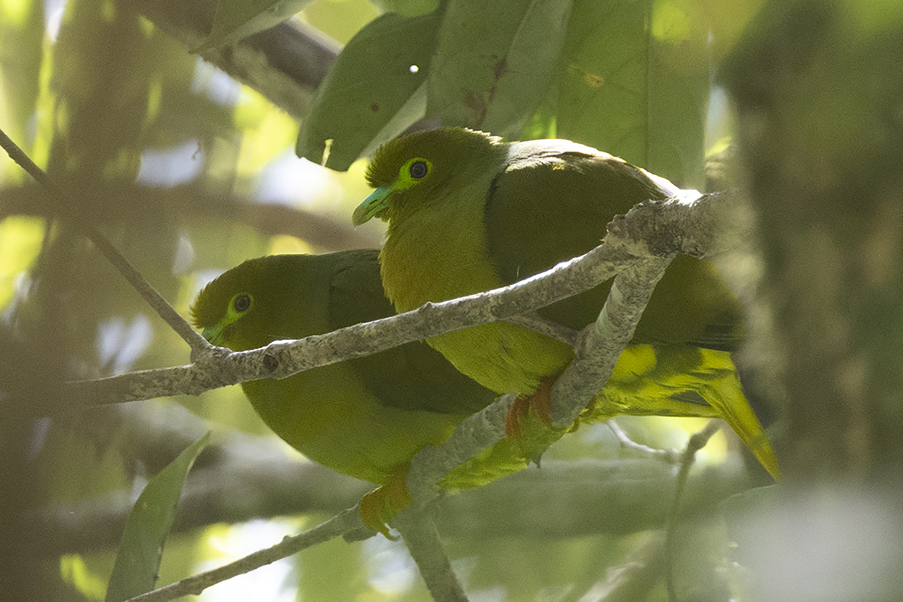 Sumatran Green Pigeons (image by Sjoerd Radstaak)