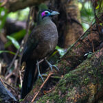 Sumatran Ground Cuckoo (image by Sjoerd Radstaak)