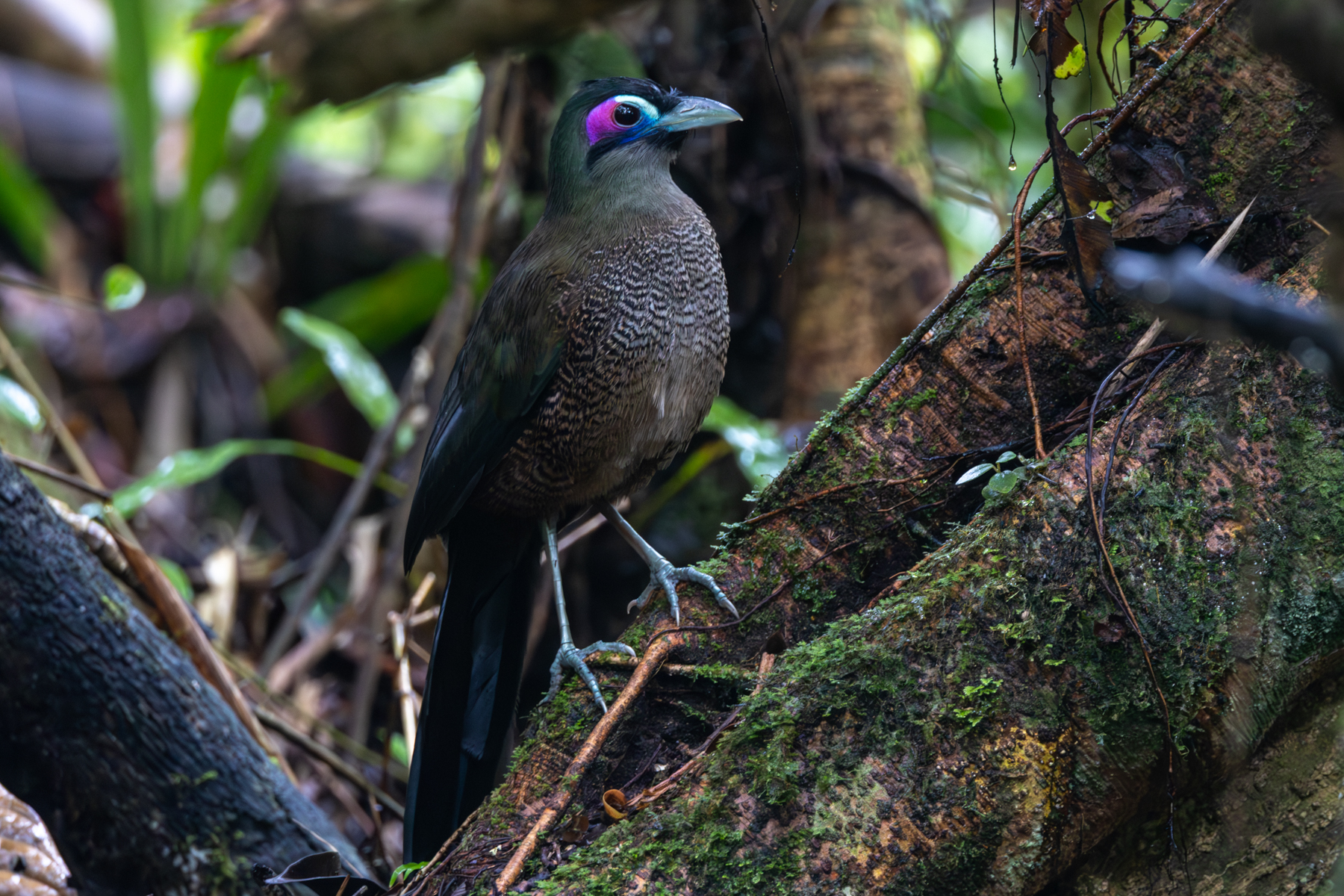 Sumatran Ground Cuckoo (image by Sjoerd Radstaak)