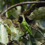 Sumatran Leafbird (image by Sjoerd Radstaak)