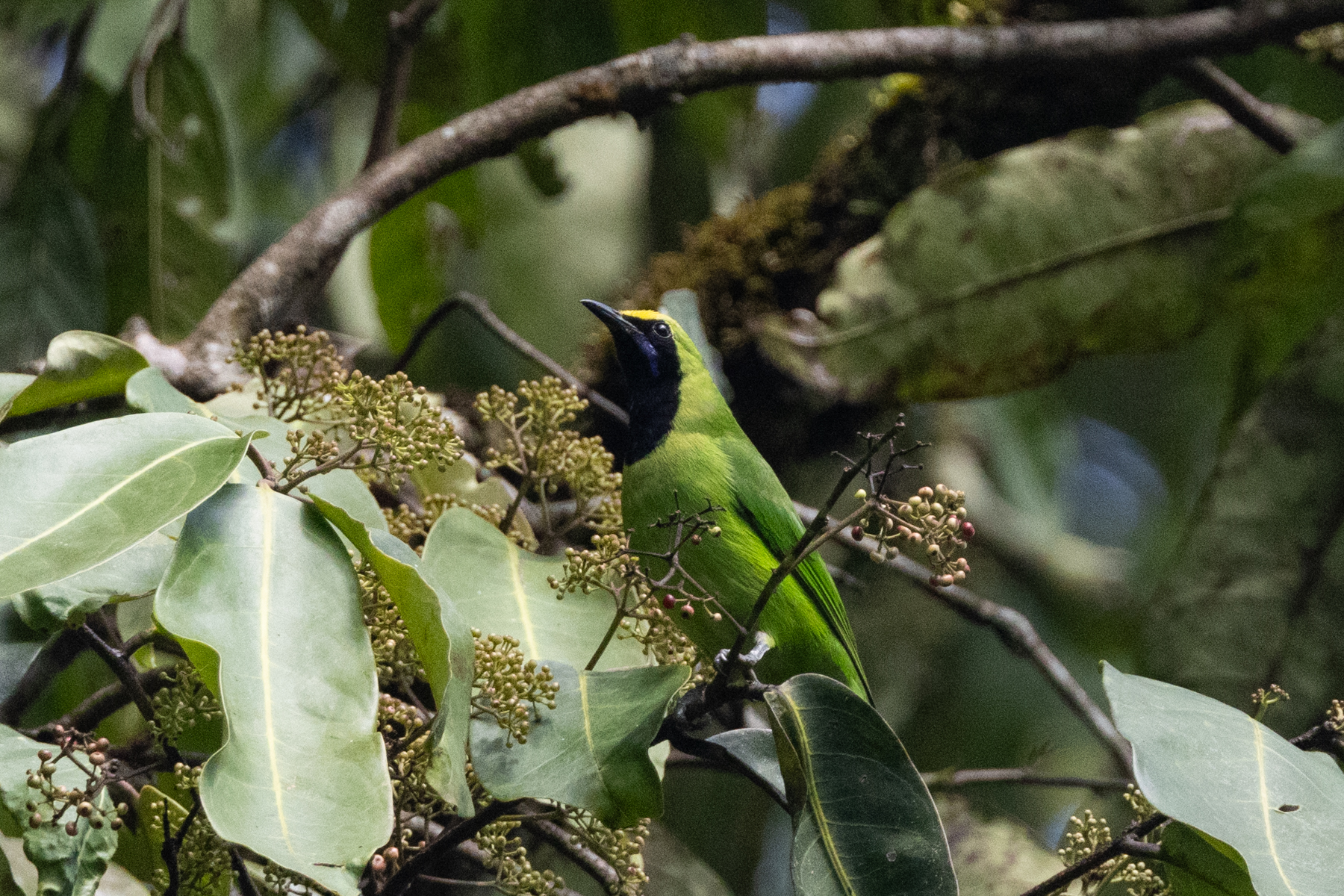 Sumatran Leafbird (image by Sjoerd Radstaak)