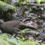 Sumatran Peacock Pheasant (image by Sjoerd Radstaak)