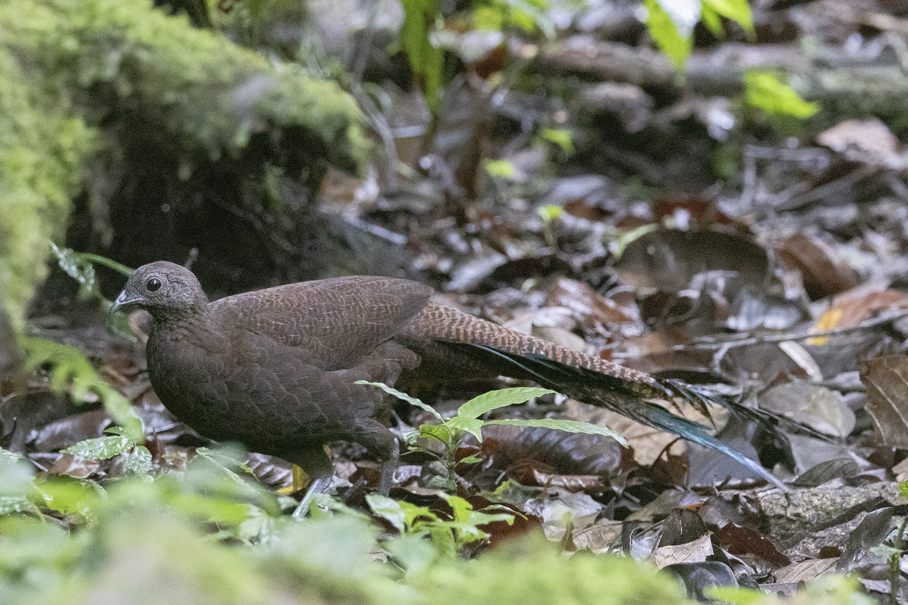 Sumatran Peacock Pheasant (image by Sjoerd Radstaak)