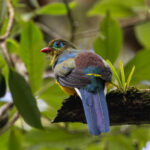 Sumatran Trogon (image by Sjoerd Radstaak)