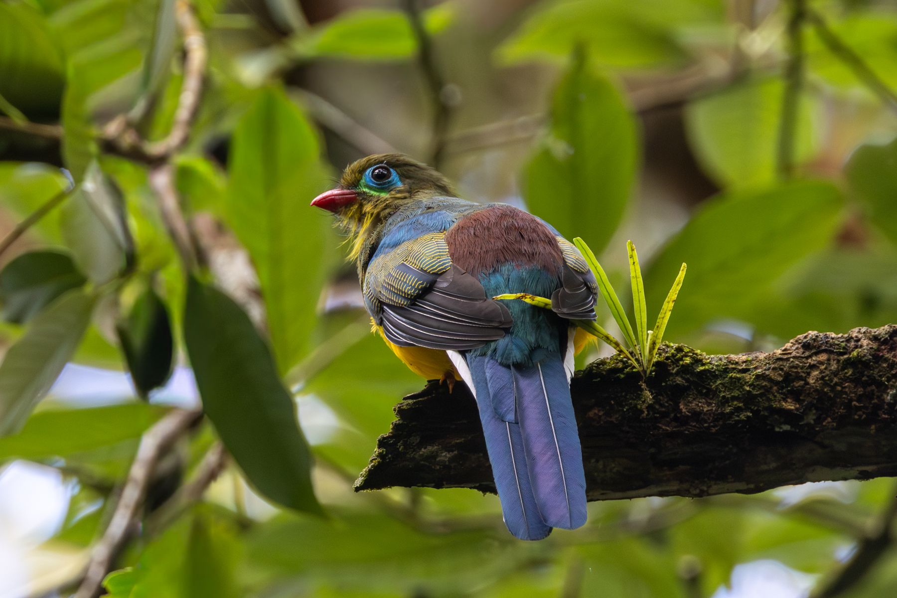 Sumatran Trogon (image by Sjoerd Radstaak)
