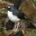 Sunda Forktail (image by Sjoerd Radstaak)