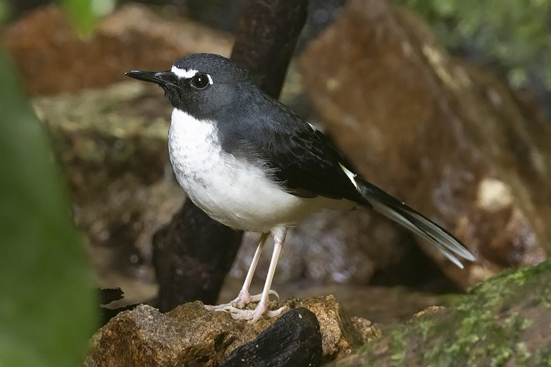 Sunda Forktail (image by Sjoerd Radstaak)