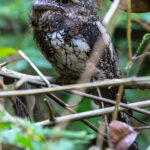 Sunda Frogmouth (image by Sjoerd Radstaak)