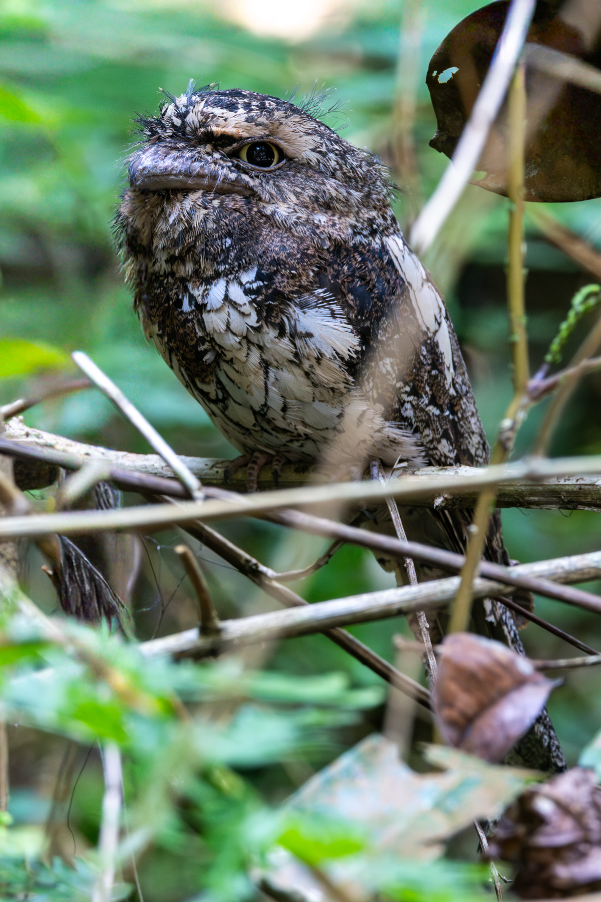 Sunda Frogmouth (image by Sjoerd Radstaak)