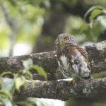 Sunda Owlet (image by Sjoerd Radstaak)