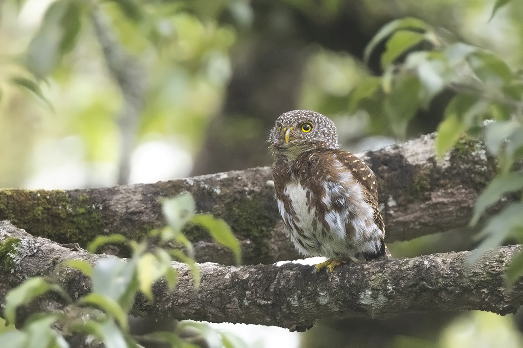 Sunda Owlet (image by Sjoerd Radstaak)