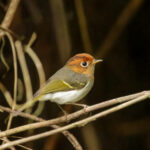 Sunda Warbler (image by Trevor Ellery)